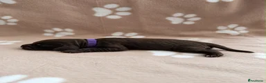 Cocker Spaniel 5