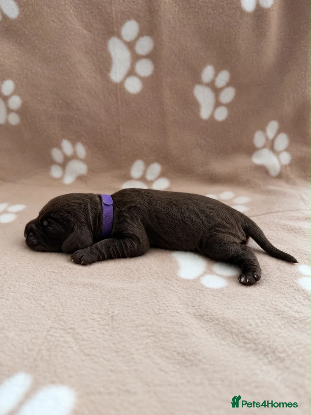 Cocker Spaniel dogs for sale: Show Cocker Spaniel Puppies - Ready December - Advert 9