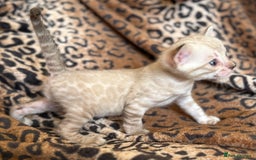 Bengal cats for sale: Outstanding Bengal kittens European Champion sire! - Image 11