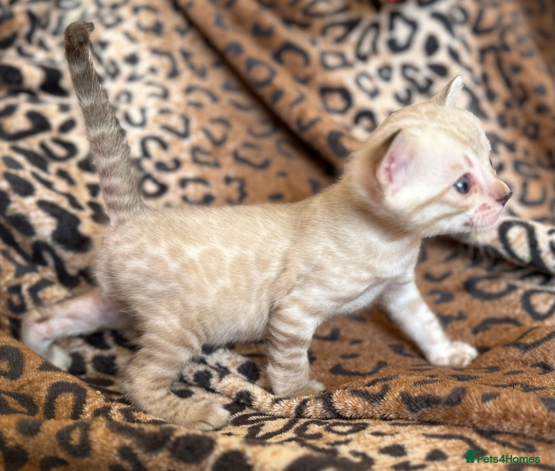 Bengal cats for sale: Outstanding Bengal kittens European Champion sire! - Image 11