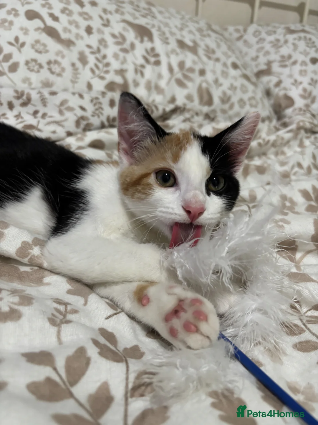 Mixed Breed cats for sale: 5 month old kitten  - Advert 9