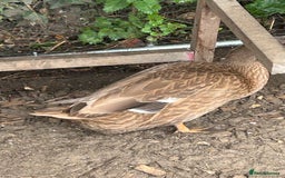Ducks poultry for sale: 2 duck for sale  - Image 5