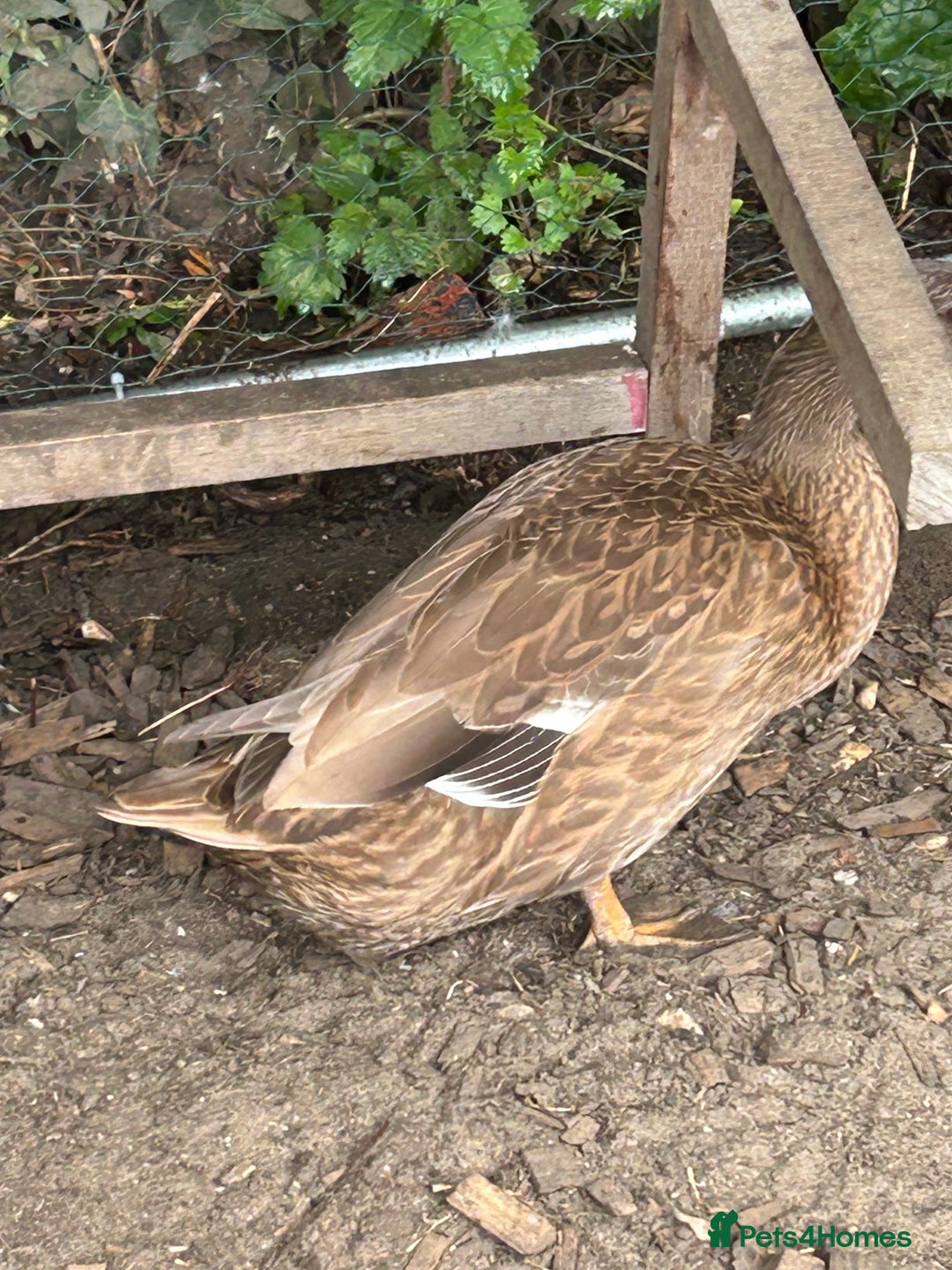 Ducks poultry for sale: 2 duck for sale  - Image 5