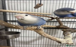 Lovebirds birds for sale: 2 blue peach faced love birds  - Image 3