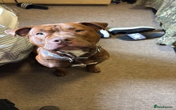 Mixed Breed dogs for sale: Neutered Staffy Cross Male For Rehoming  - Image 4