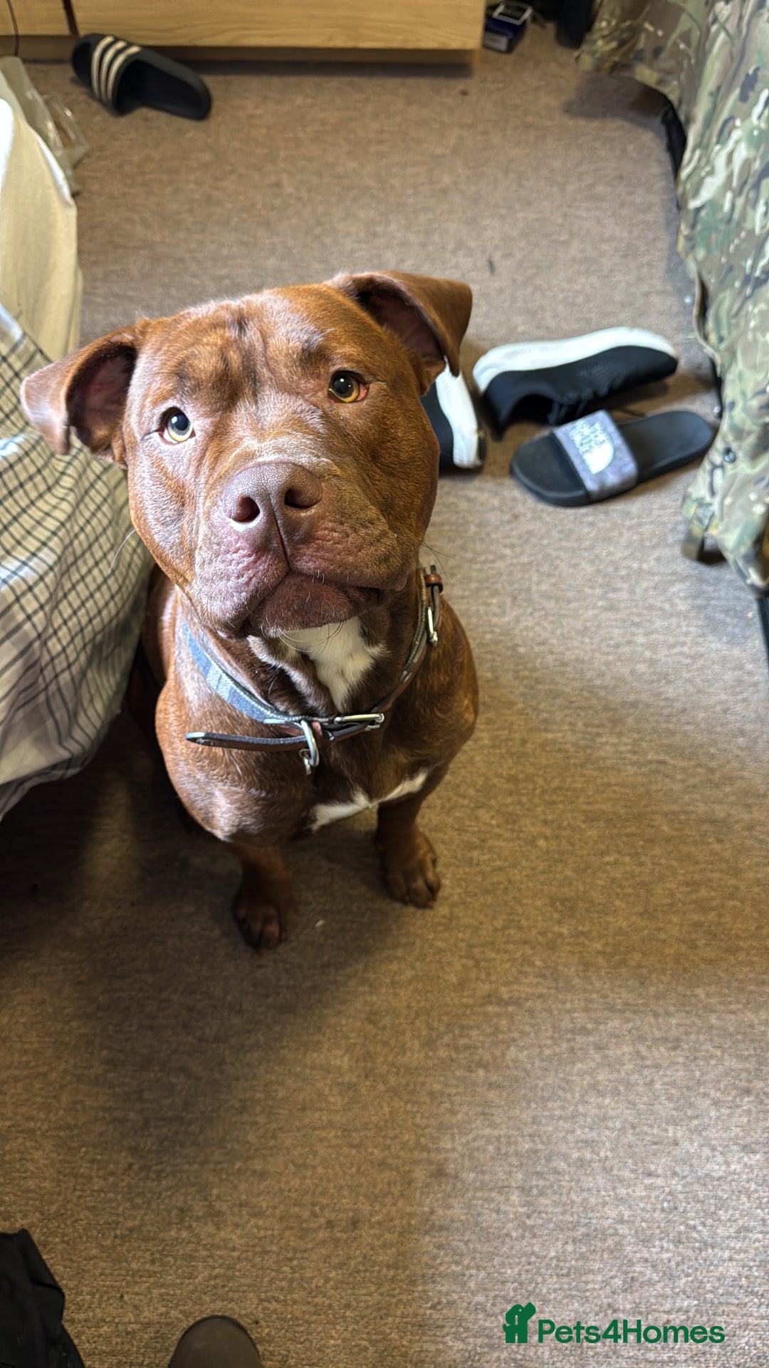 Mixed Breed dogs for sale: Neutered Staffy Cross Male For Rehoming  - Image 4