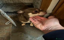 Chihuahua dogs for sale: 2 Lovely Little Boys - Advert 3