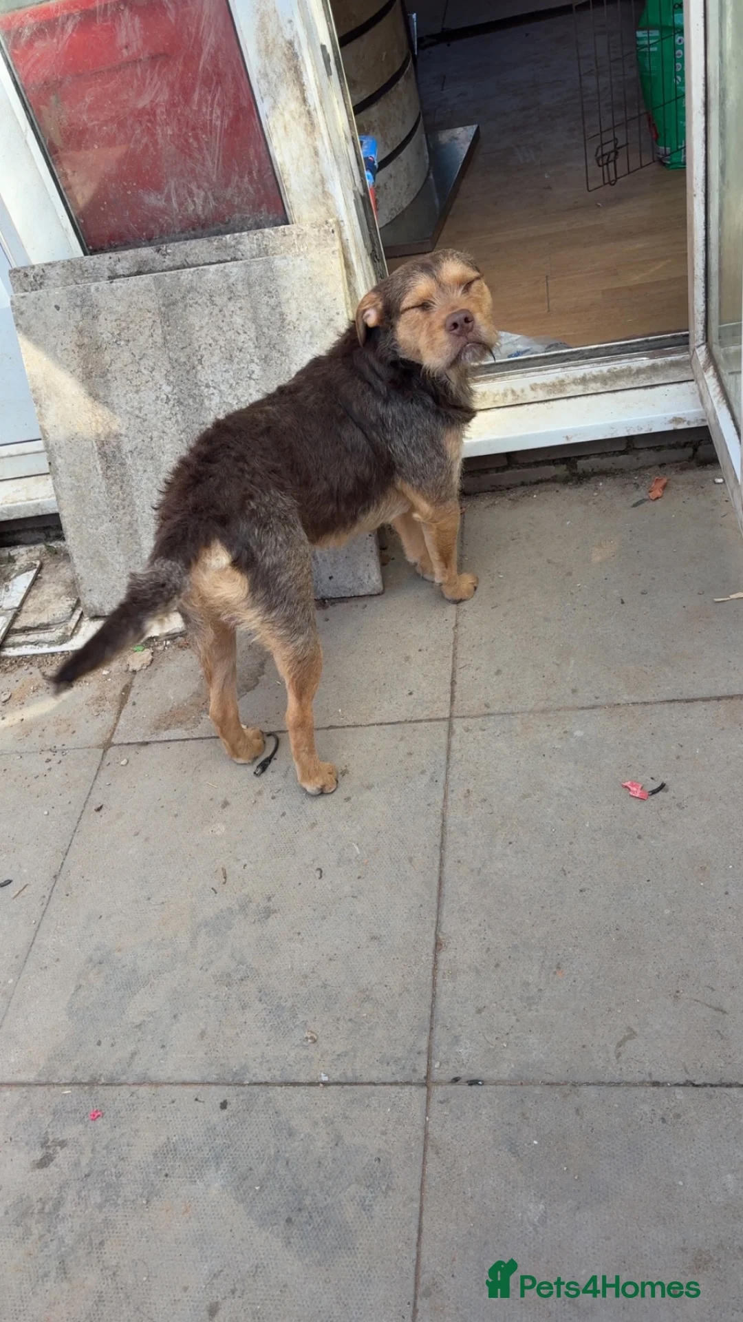 Mixed Breed dogs for sale: Lurcher x bulldog  in Swadlincote - Advert 3