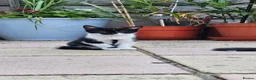 Domestic Shorthair cats for sale: Kittens  - Advert 18