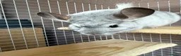 Chinchilla rodents for sale: Mosaic/Wilson’s White Chinchilla - Advert 6