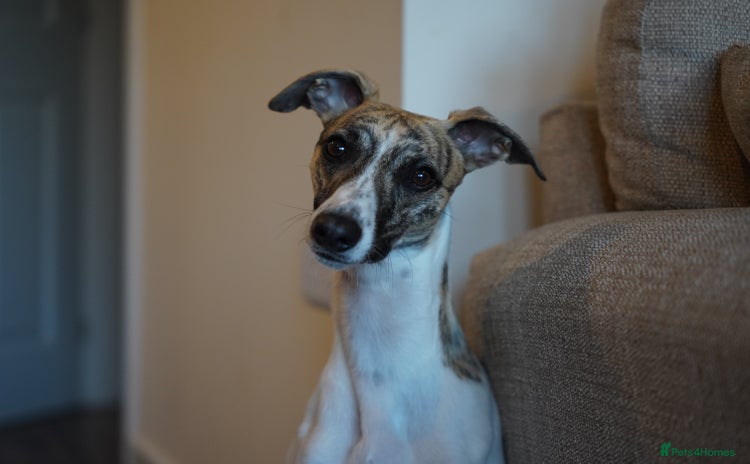 Whippet dogs - Advert 1