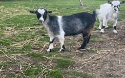 Goats livestock for sale: Small goat herd - Image 13