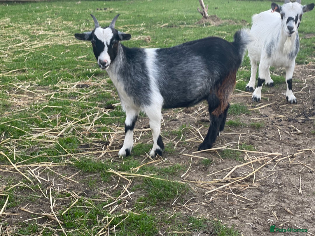 Goats livestock for sale: Small goat herd - Image 13
