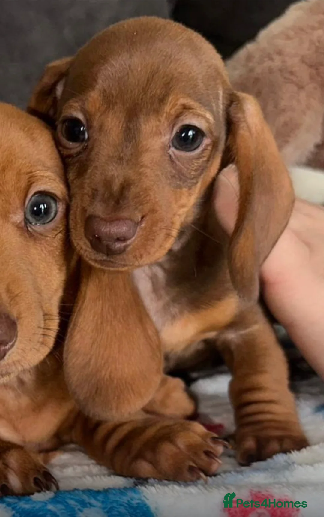 Miniature Dachshund dogs for sale: Miniature Dachshund  - Advert 2