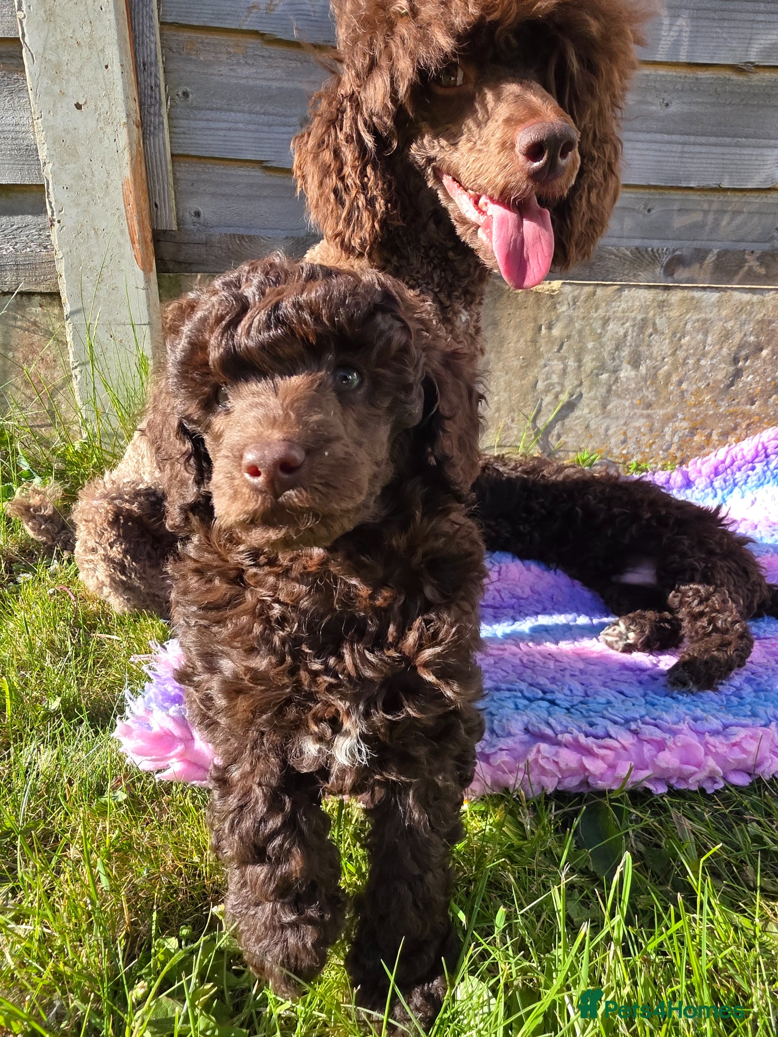 Miniature Poodle dogs Miniature poodle puppies. Kc registered - Advert 4