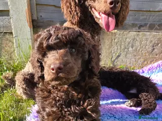 Miniature Poodle dogs Miniature poodle puppies. Kc registered - Advert 5
