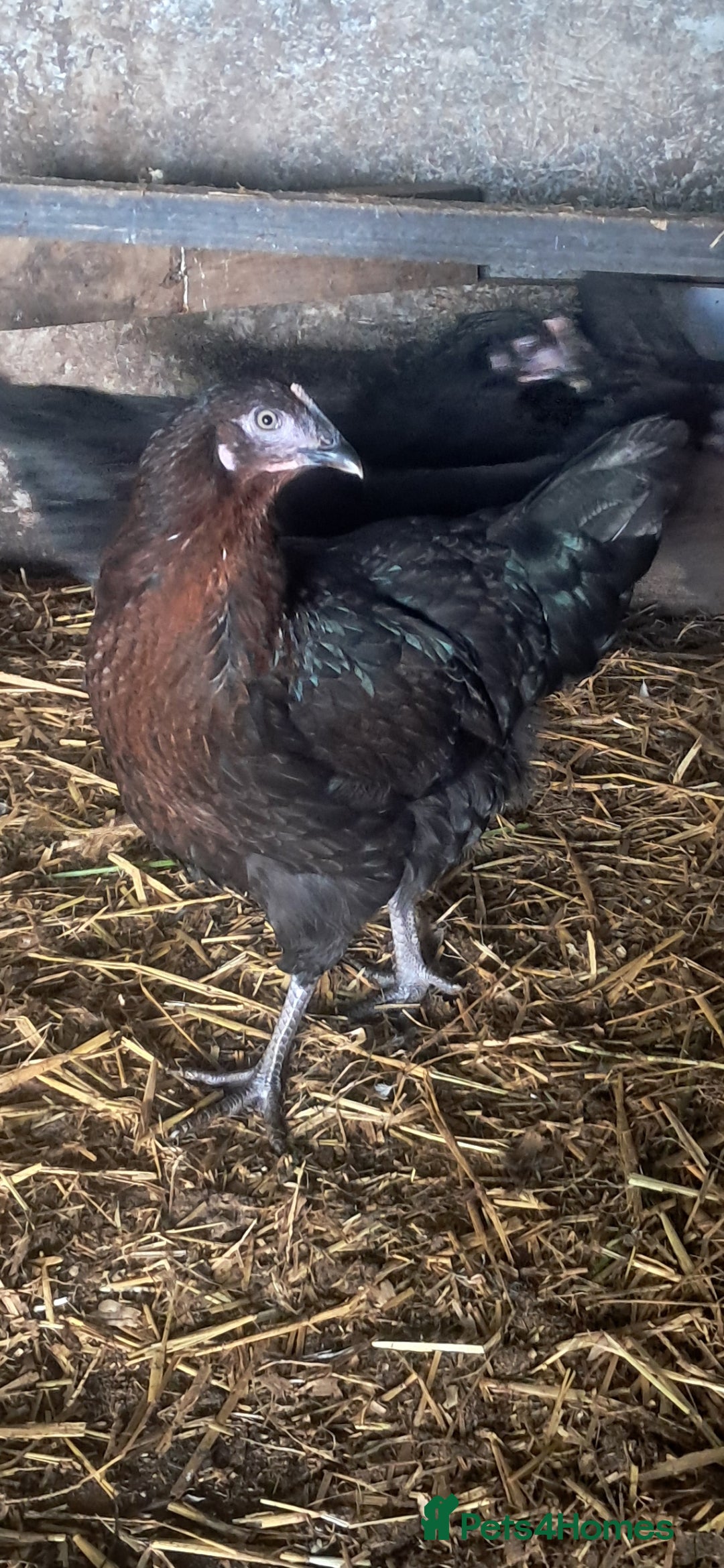 Chickens poultry for sale: Hybrid pullets available  - Image 5