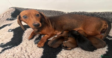 Miniature Dachshund dogs - Advert 12