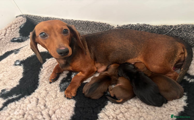 Miniature Dachshund dogs - Advert 3
