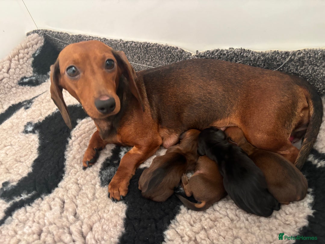 Miniature Dachshund dogs for sale: Dachshund miniature puppies  - Image 1
