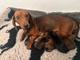 Miniature Dachshund dogs - Advert 12