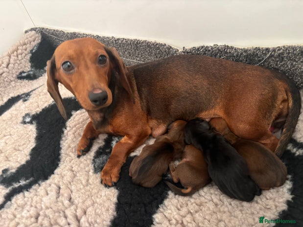 Miniature Dachshund dogs - Advert 3
