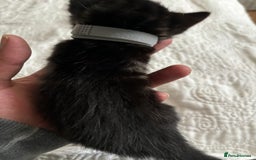 Maine Coon cats for sale: Adorable Kittens  - Image 26