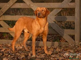 Labrador Retriever dogs Health Tested FTCH Sired Working Labrador Puppies - Advert 11