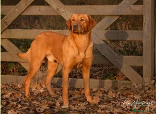 Labrador Retriever dogs Health Tested FTCH Sired Working Labrador Puppies - Advert 6