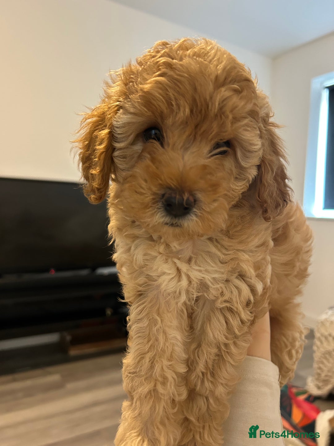 Cavapoo dogs for sale: Extensively health tested Stunning F1B Cavapoo  - Image 3