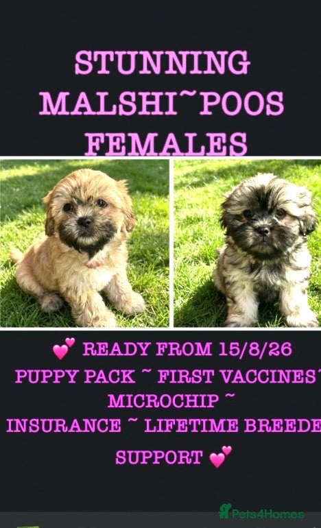 Mixed Breed dogs 🌟 MALSHI-POOS -READY FROM 14th AUGUST 🌟 - Advert 1
