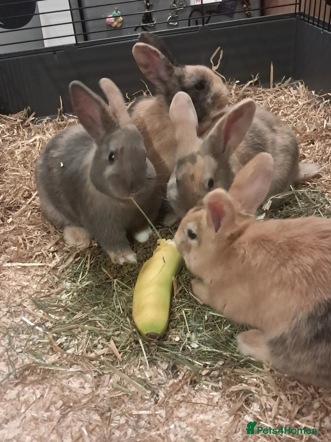 Mixed Breed rabbits for sale: Gorgeous lop x bunnies available  - Advert 1