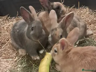 Mixed Breed rabbits Gorgeous lop x bunnies available - Advert 12