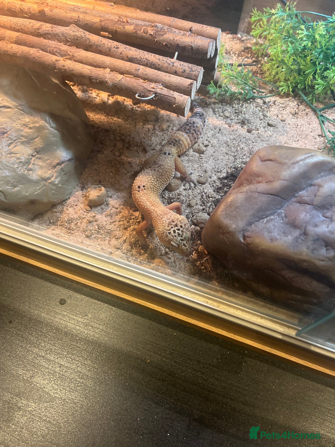 Leopard Gecko reptiles for sale: Leopard Gecko with full tank set up. - Advert 4