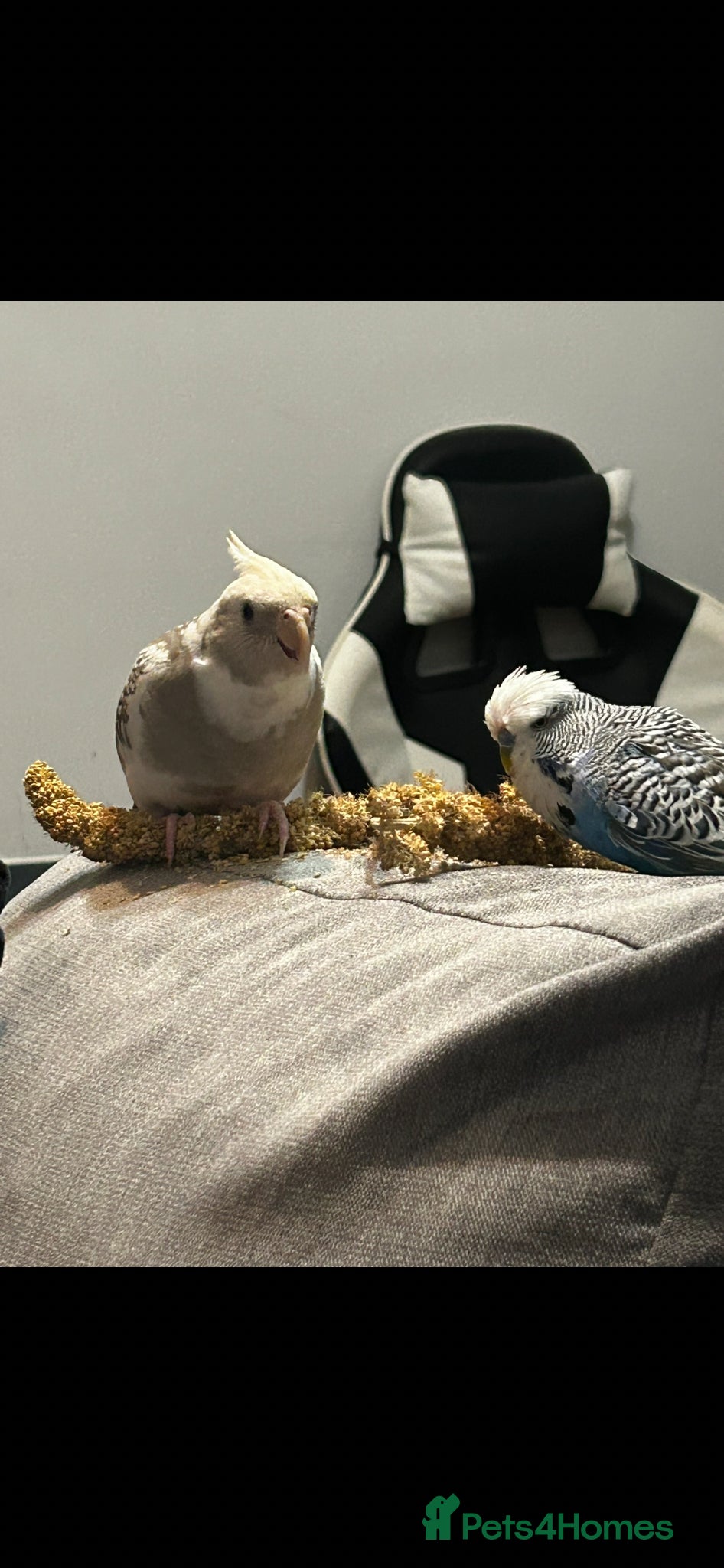 Cockatiels birds Cockatiel and budgie for sale  - Advert 17