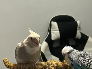Cockatiels birds Cockatiel and budgie for sale - Advert 1