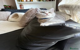 British Shorthair cats for sale: Pure British shorthair kittens for sale  - Image 14
