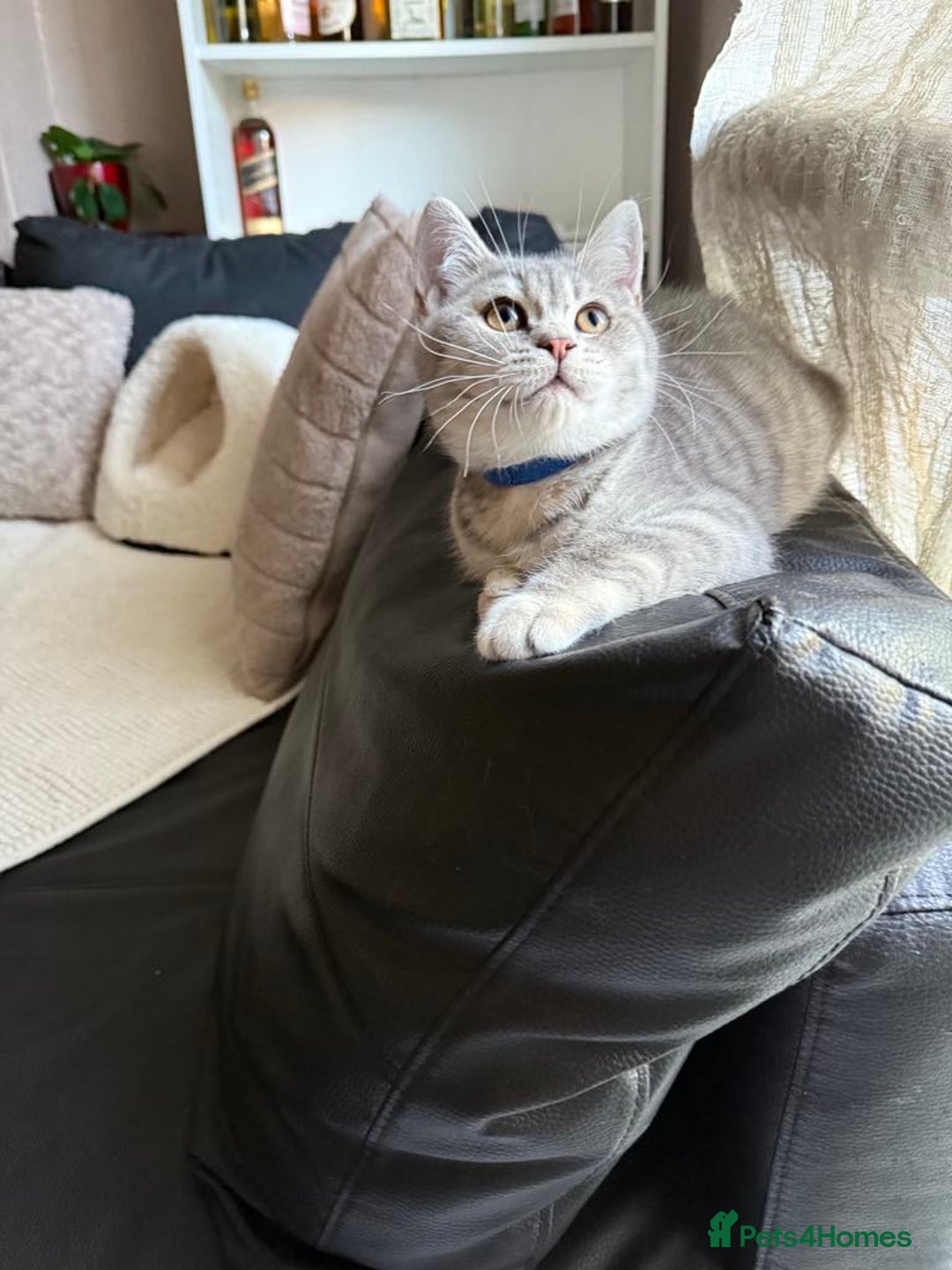 British Shorthair cats for sale: Pure British shorthair kittens for sale  - Image 14