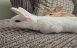 Mini Lop rabbits for sale: 3 baby mini lop rabbits for sale  - Image 5