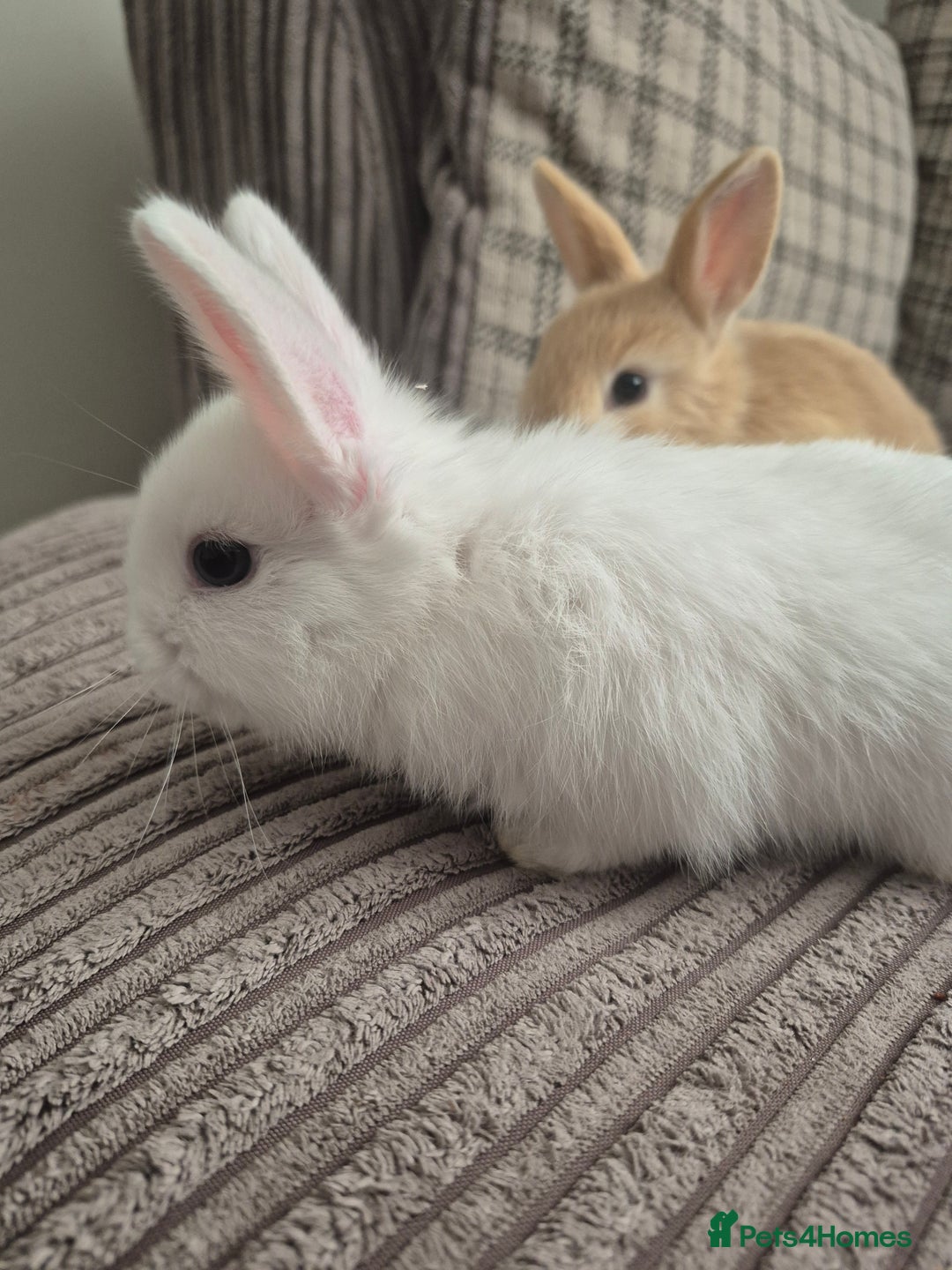 Mini Lop rabbits for sale: 3 baby mini lop rabbits for sale  - Image 5