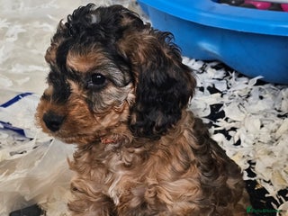 Cockapoo dogs F2 Cockapoo Puppies - Advert 9