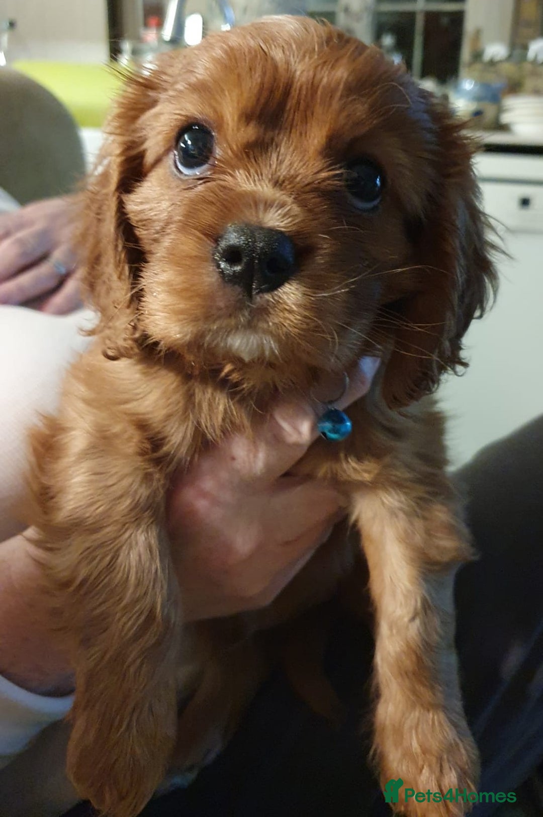 Cavalier King Charles Spaniel dogs for sale: Russian import x polish cavalier King Charles  - Advert 5