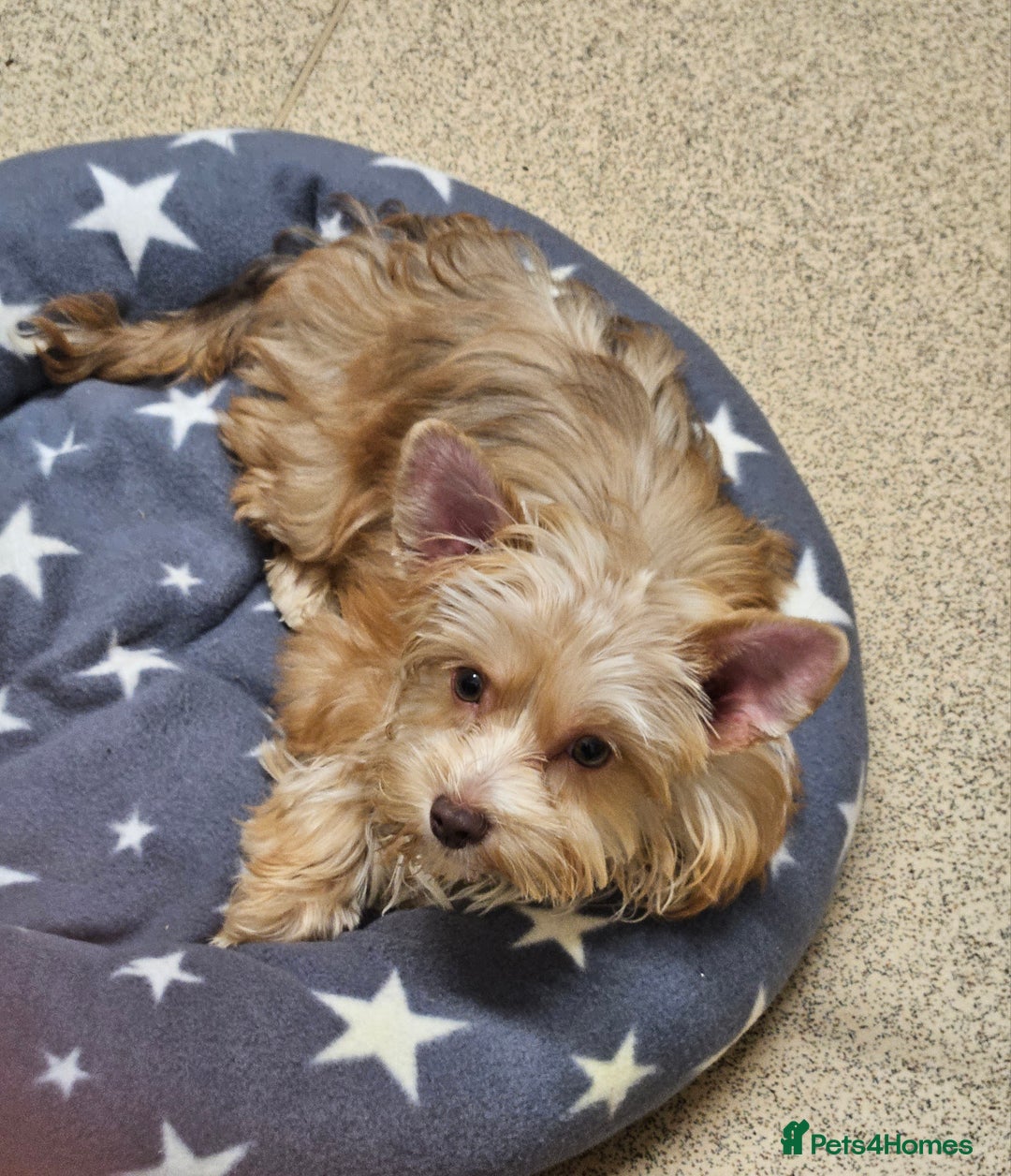 Yorkshire Terrier dogs for sale: Small Blonde Yorkie girl ready now - Advert 6