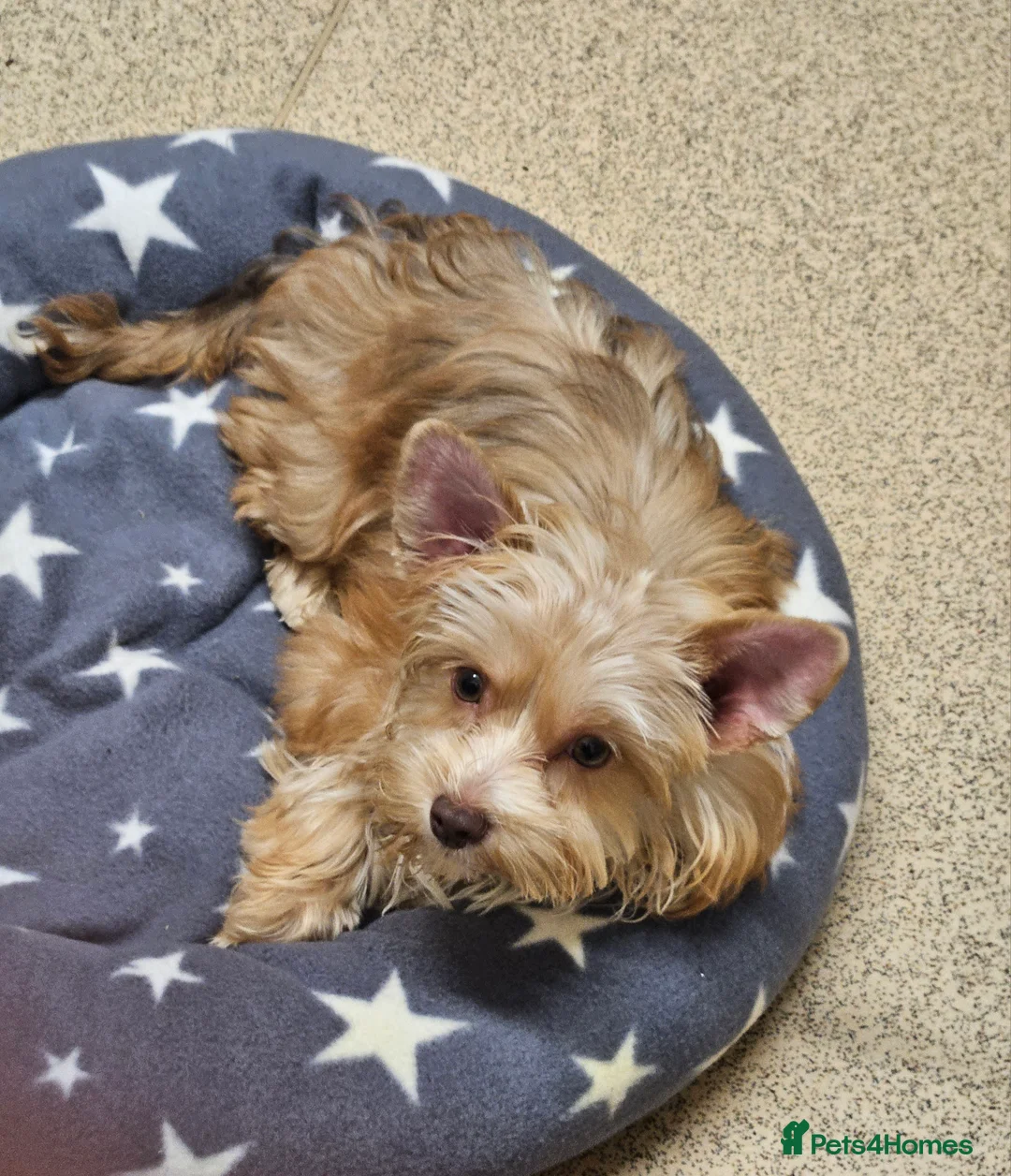 Yorkshire Terrier dogs for sale: 🤎 DNA tested mother 🤎 Blonde Yorkie girl - Advert 3