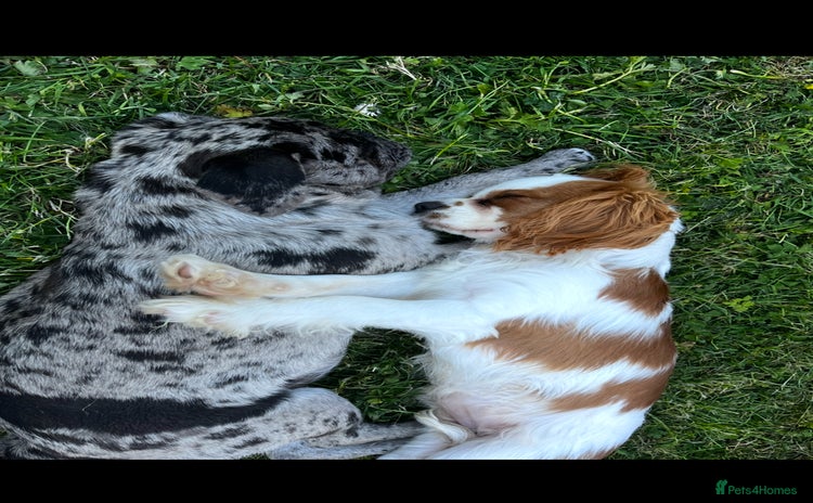 Cavalier King Charles Spaniel dogs - Advert 2