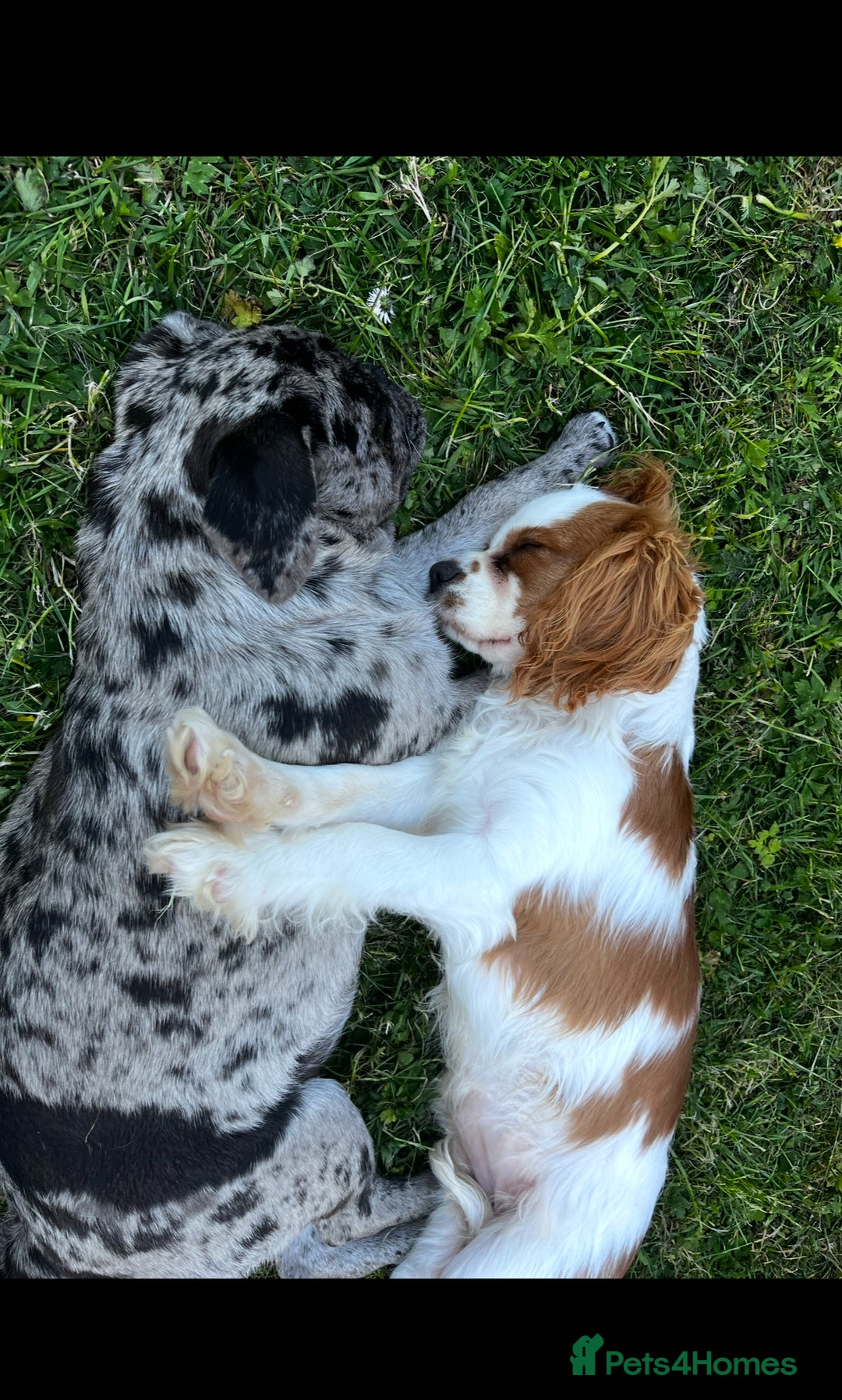 Cavalier King Charles Spaniel dogs for sale: Beautiful Kc Cavalier king charles  - Image 1