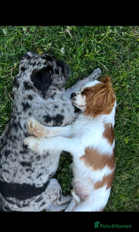 Cavalier King Charles Spaniel dogs - Advert 2