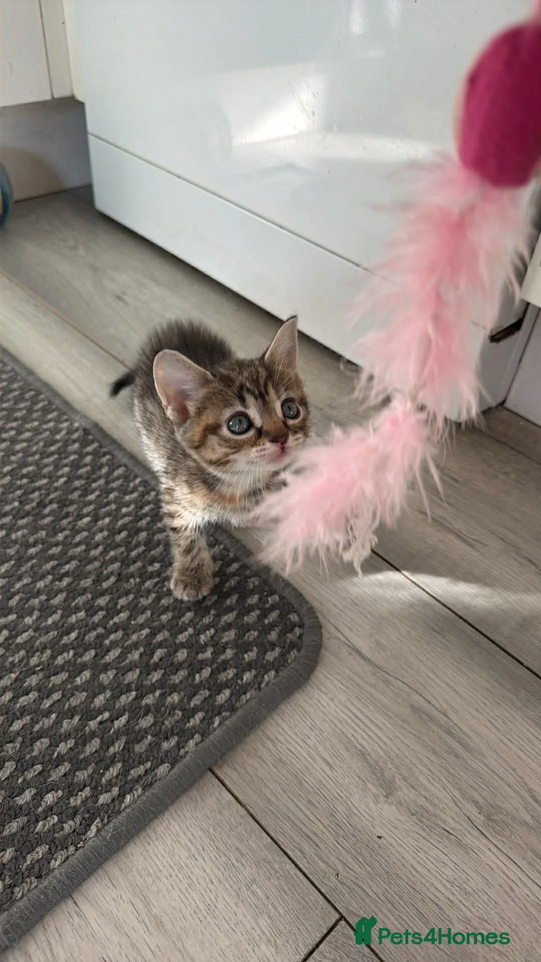 Bengal cats for sale: 4 Bengal Kittens Available – Playful & Friendly - Advert 5