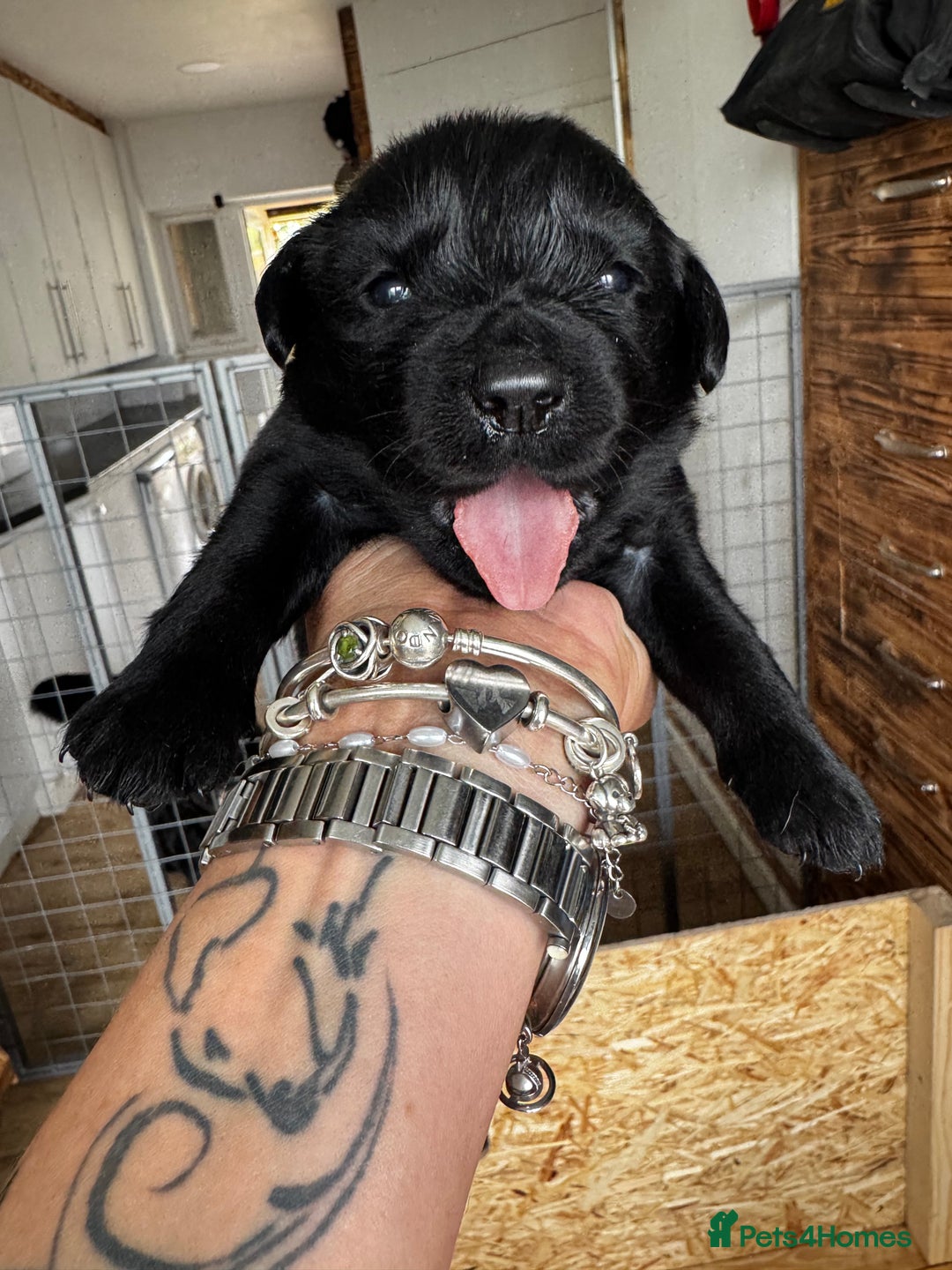 Labrador Retriever dogs for sale: Black lab puppies for sale - Image 1