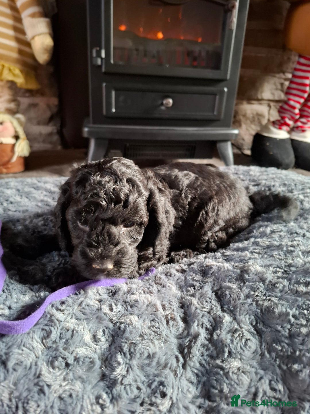 Cockapoo dogs for sale: Beautiful Cockapoo Puppies For Sale  - Advert 9